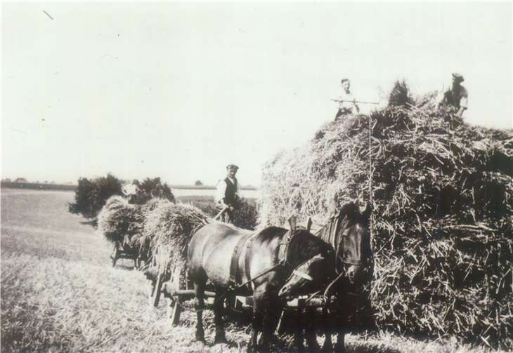 Getreide wird auf einem Schober zusammengefahren. Foto: privat