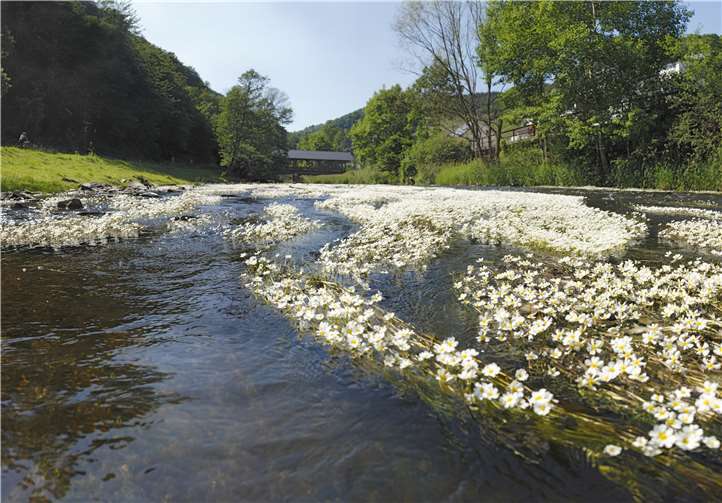 Gewässerbeobachtung an der Ahr – Blühender Flutender Hahnenfuß. Foto: Michael Papenberg