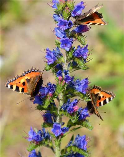 Gewinnerfoto Erwachsene.Foto: Bernd Schäfer