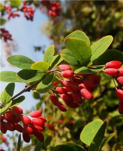Gewöhnliche Berberitze im Schaugarten. Privat