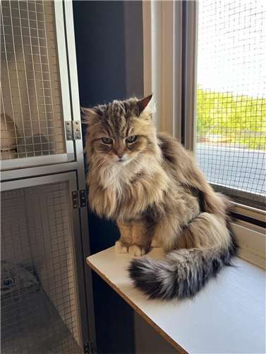 Ghini ist eine wunderschöne Katzendame mit seidenweichem Fell.