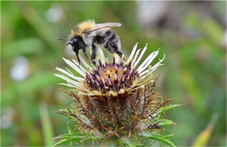 Gibt es in meinem Garten ein Hummelvolk? Diese und weitere Fragen beantwortet Naturtrainerin Roswitha Vogel. Tierschutz Siebengebirge/Sabine Maar