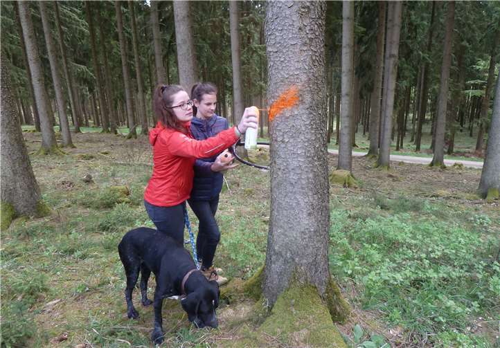 Gina Hecker (links) markiert einen zu entnehmenden Baum mit Farbe, während Fannie Siebenhühner den Durchmesser der Fichte ermittelt. Bärbel Hohl/Forstamt Adenau
