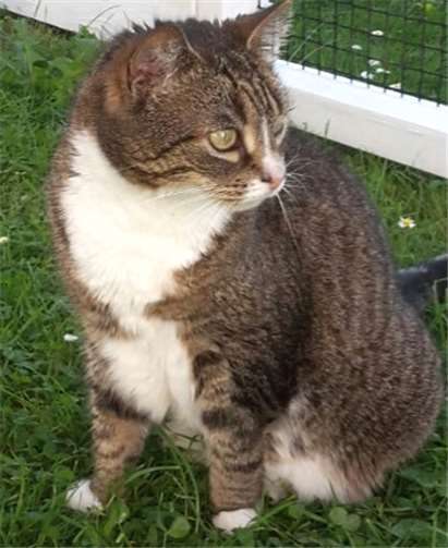 Gina braucht ein ruhiges Zuhause, ohne weitere Katzen. privat