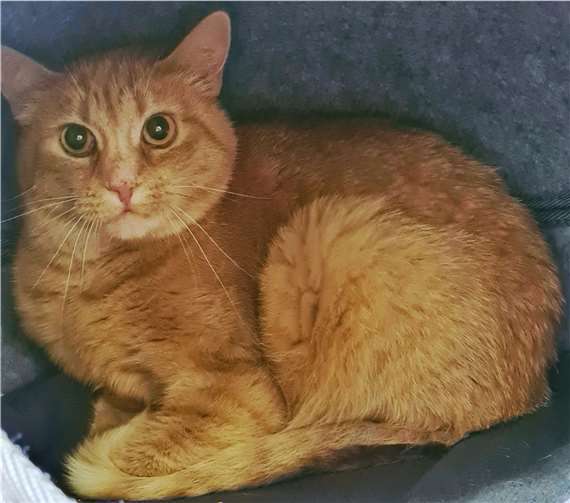 Ginny.Quelle: Tierheim u. Tierschutzverein Kreis Ahrweiler e.V.