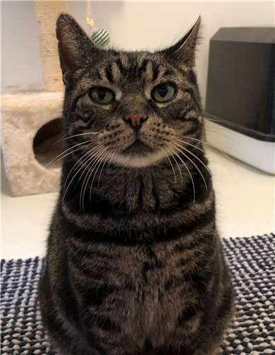 Gismo – grau getigert/tabby – männlich/kastriert – 2009 geboren.