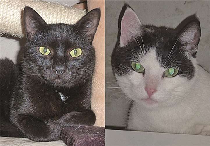 Gismo (l.) und Tipsy freuen sich auf viele Streicheleinheiten.  privat