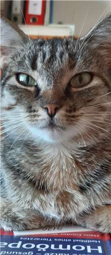 Gitti möchte ein neues Zuhause mit Freigang. Foto: privat