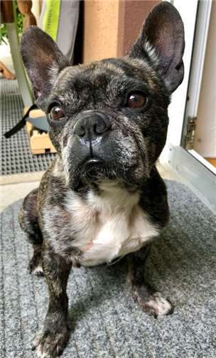 Gjetta bekommt durch ihre Stubsnase nur schlecht Luft. Foto: Tierschutz Siebengebirge