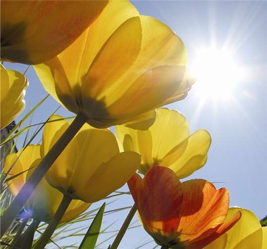 Gleich nach dem Osterwochenende soll der Frühling bei uns endlich Fahrt aufnehmen. Marion Gonnermann/pixelio.de