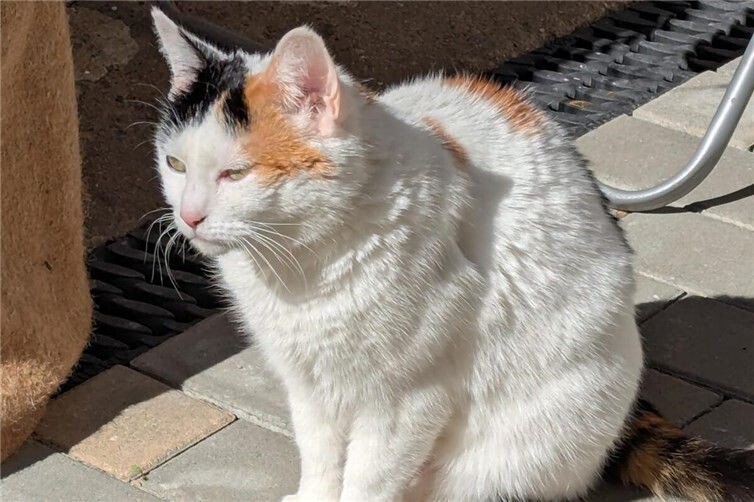 Glückskatze Eva sucht einen Sonnenplatz