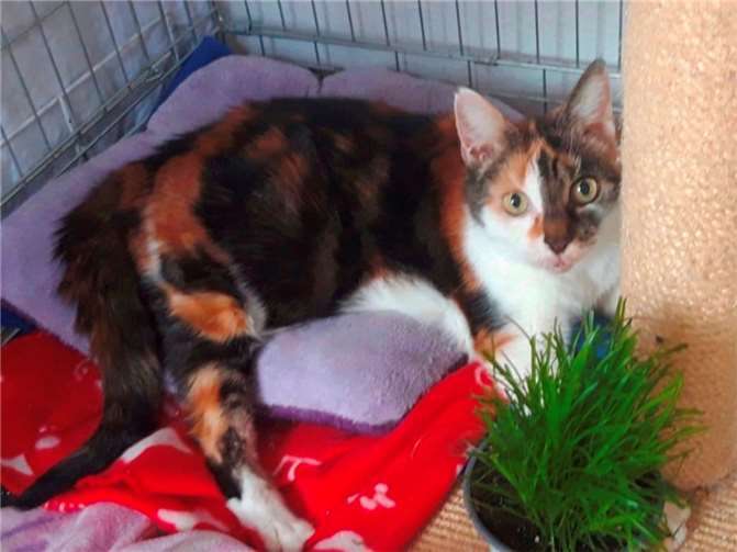 Glückskatze Jenni. Foto: privat