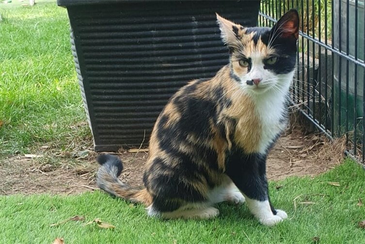 Glückskatze Polly