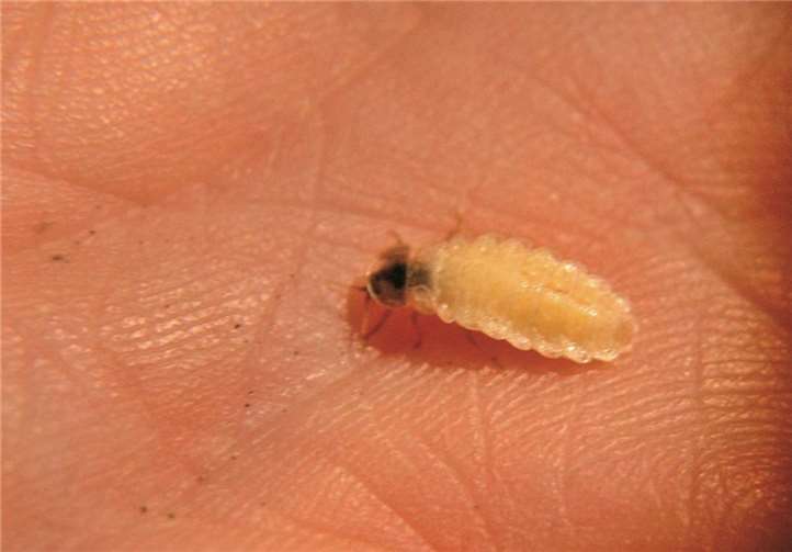 Glühwürmchen-Weibchen mit gelblichweißem wurmähnlichen Hinterleib.