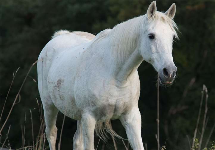Gnadenbrotpferd Scarlett auf der KoppelTierschutz Siebengebirge
