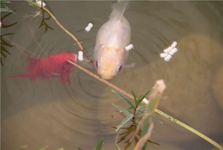 Goldfische und Frösche haben nun klares Wasser.