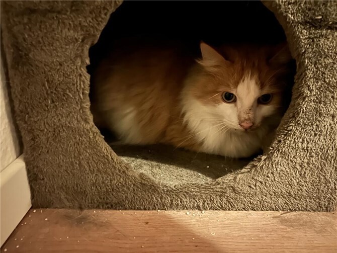 Kater Goldie war eine Woche neben totem Besitzer eingesperrt  Goldie befindet sich nun in der Obhut der Katzenschutzfreunde.  Foto:privat