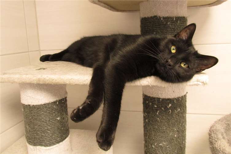 Gomez. Fotos: privat