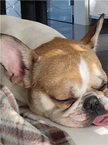 „Grace“ hat einen akuten Bandscheibenvorfall.Fotos: privat