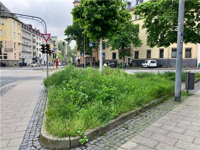 Gräser nehmen auf den Flächen mit Wildblumeneinsaaten überhand, wie hier am Markenbildchen-Rondell in der südlichen Vorstadt. Die Stadtgärtner beginnen deshalb früher als sonst mit der Mahd.  Foto: Stadt Koblenz / Verena Groß