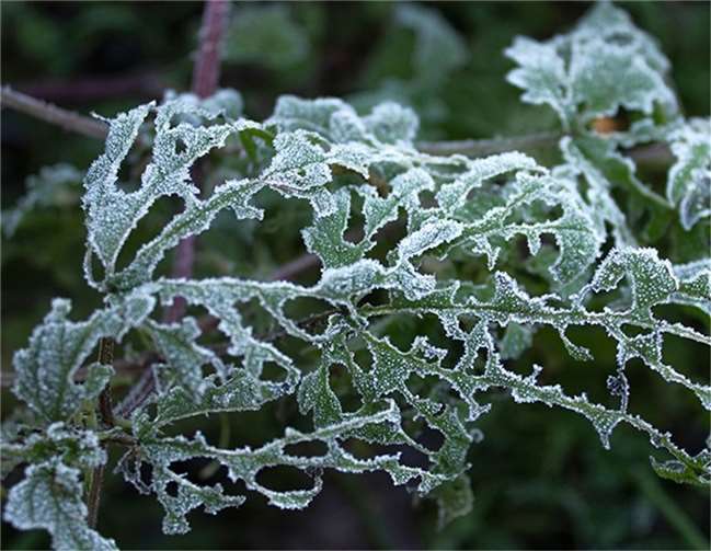 Grafisches – bei Blättern im Frost. Fotos: Tania Beilfuß