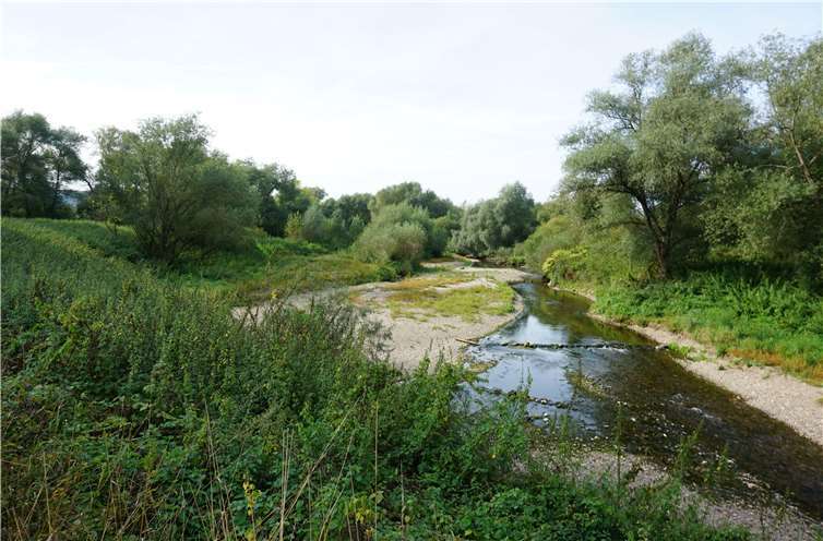Grasen an der Ahrmündung bald Wasserbüffel?