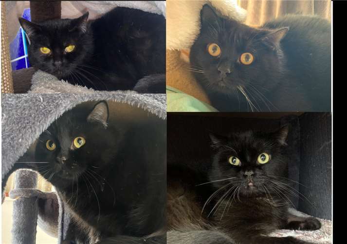 Greed, Wrath, Sloth und Pride.  Foto: Tierheim u. Tierschutzverein Kreis Ahrweiler e.V., Claus Krah