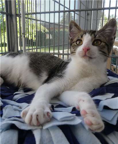 Grieda ist FreigängerinFoto: privat