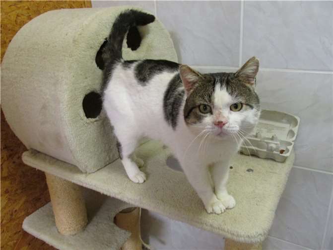 Griffin. Fotos: privat