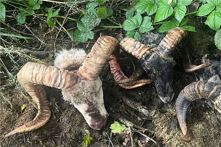 Große Hörner prägen die bei Kölbingen aufgefundenen Schafsköpfe.  Foto: Ruben Leistner
