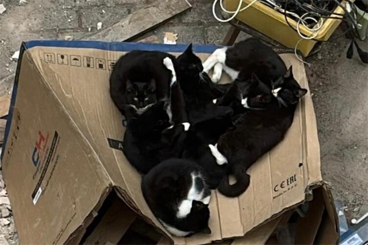 Große Katzenpopulation auf einer Müllhalde