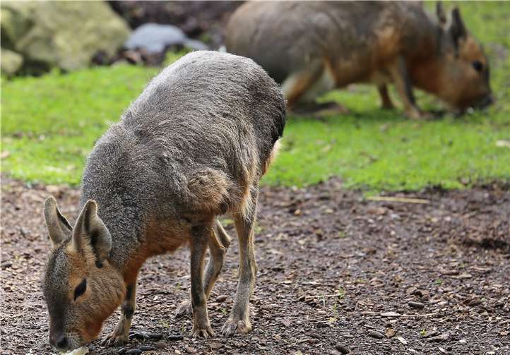 Große Maras. Foto: Zoo Neuwied/KDP Medien