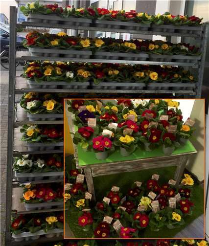 Große Primellieferung und exemplarische Präsentation in der Postfiliale im Centro24.  Foto: privat