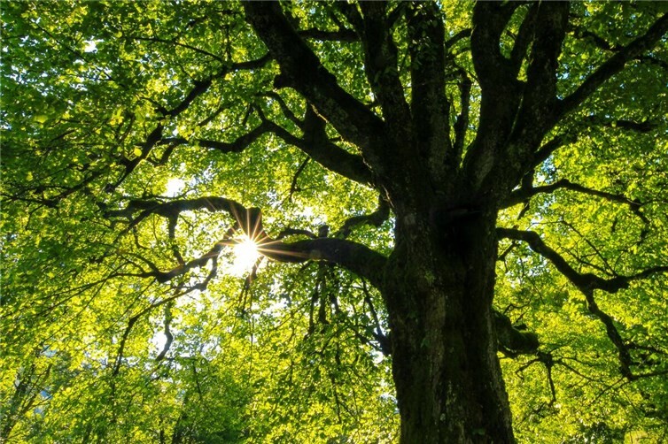 Grüner Baum.