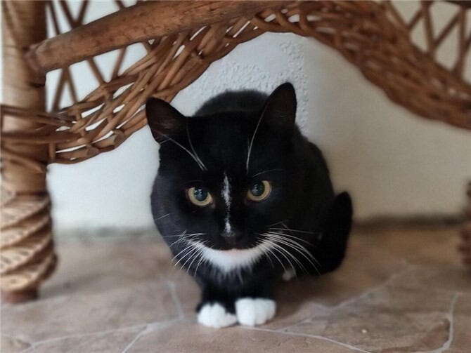 Guido ist ein Fundkater.  Foto: Sybill Limbach