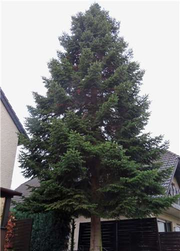 Gut 30 Jahre lang standdie Nordmanntanne in der St. Amand-Straße.