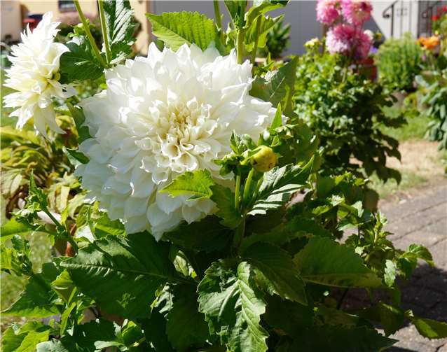 Gut 30 cm Durchmesser hat diese Dahlie und ist der ganze Stolz von Gartenliebhaber Hans-Jürgen Moser in Steimel.Dietrich Rockenfeller