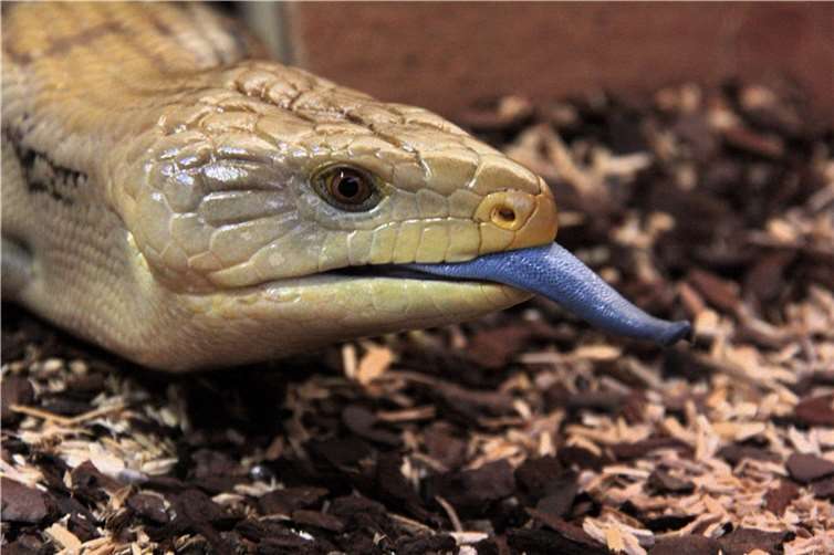 Gut erkennbar: ein Blauzungenskink. Fotos: Thorben Maur