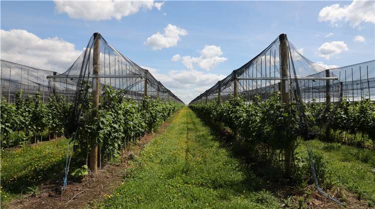 Gut geschützt gegen Schädlinge: Die Plantagen tragenhoffentlich auch dieses Jahr reiche Frucht.
