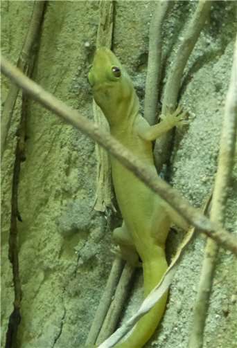 Gut getarnt ist der Vietnam-Goldgecko.