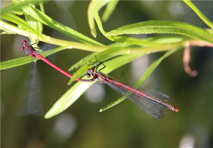 Gut zu erkennen sind die markanten Augenpaare des Fluginsekts.Fotos: WITE