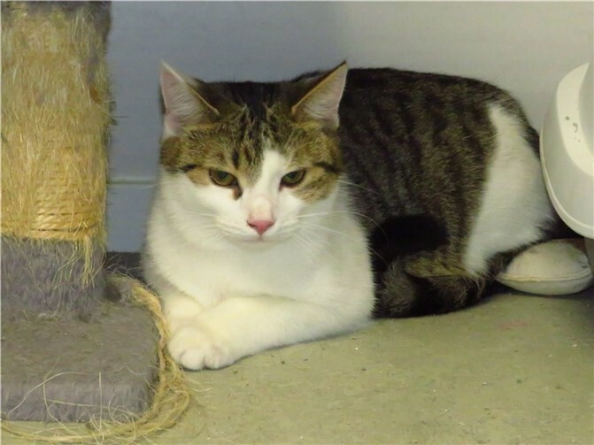 Haldir. Fotos: privat