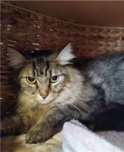 Haley ist noch recht scheu und ängstlich. Foto: Tierheim u. Tierschutzverein Kreis Ahrweiler e.V.