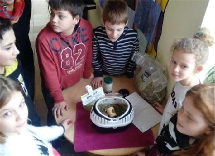 Hamsteralarm im Klassenraum. Drei Mitschüler brachten ihre Haustiere mit.