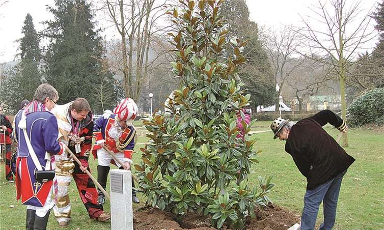 Handarbeit war angesagt beim Pflanzen der Magnolie. Auch Breisigs Funkenkommandant Philipp Klee musste zur Schaufel greifen.FA