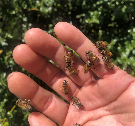 Handzahme Bienen machen dem Imker Freude und sorgen für eine gute Nachbarschaft. Fotos: privat