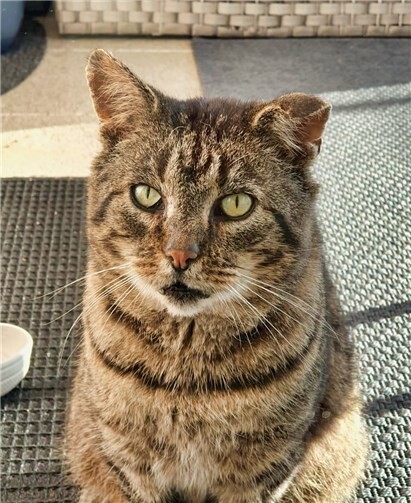 Hannibal war lange ein freilaufender Kater, der nun ein Zuhause sucht. Foto: Katzenschutzfreunde Rhein-Ahr-Eifel e.V.