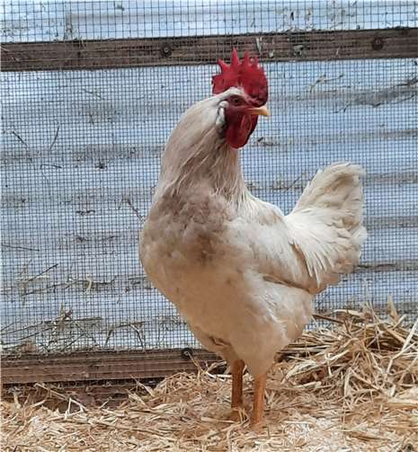 Hannibal.Foto: Tierheim u. Tierschutzverein Kreis Ahrweiler e.V.