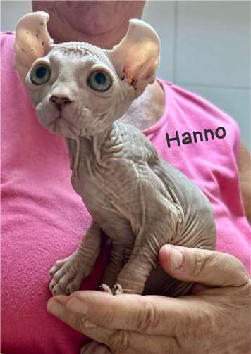 Hanno.