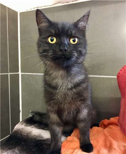Hanno braucht zu Beginn etwas Zeit, um Vertrauen zu fassen. Ist das Eis gebrochen, schmust der junge Kater gerne. Foto: Tierheim u. Tierschutzverein Kreis Ahrweilere.V.
